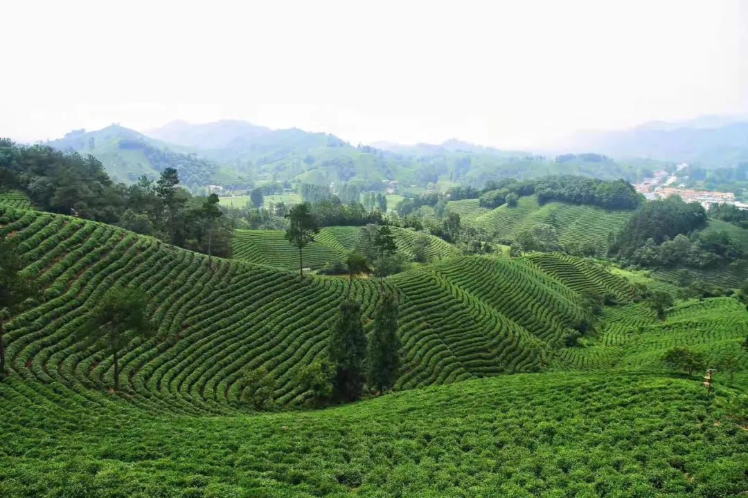 玳瑁山茶场最新招聘信息,玳瑁山茶场最新招聘信息概览